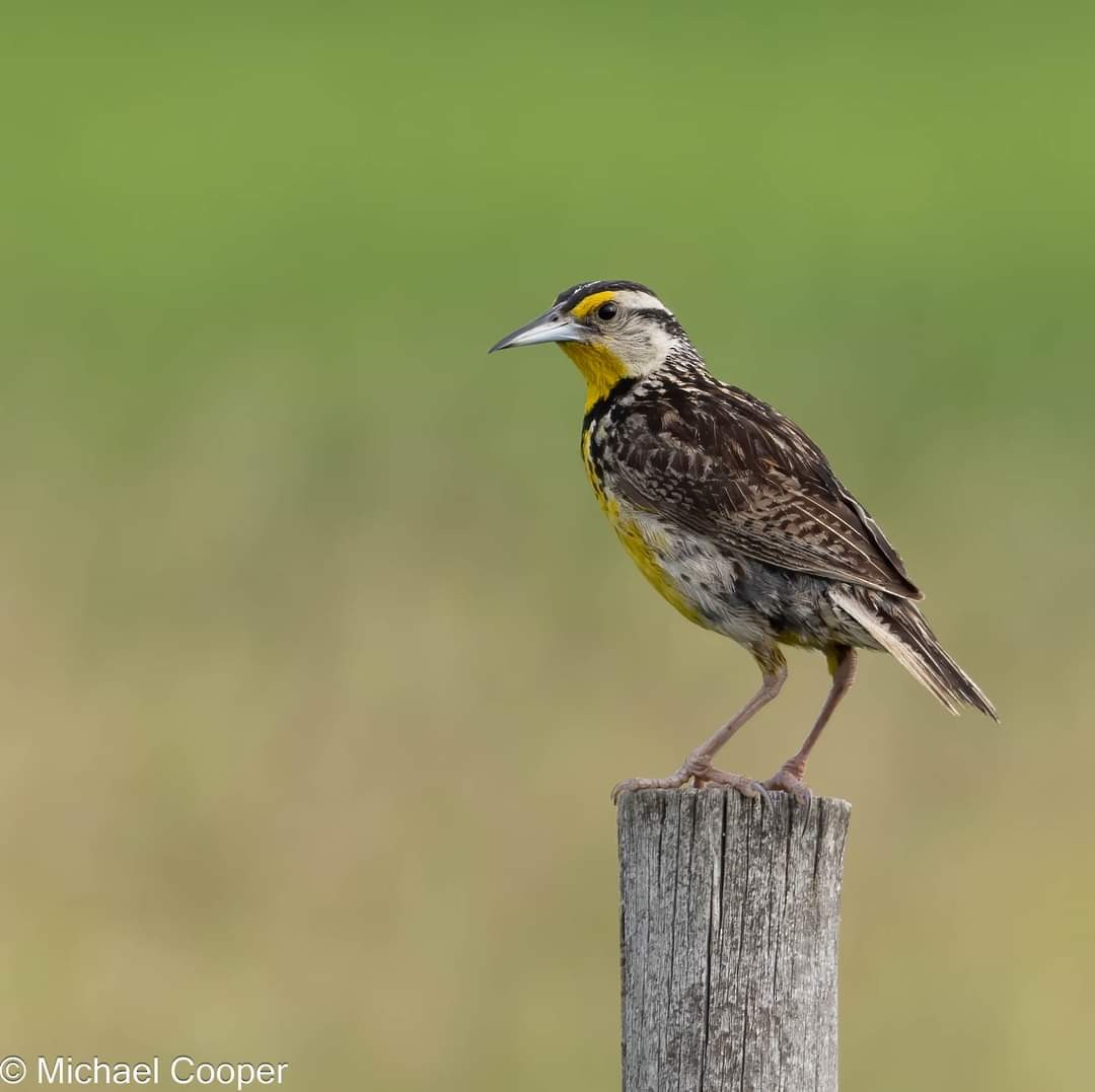 Eastern Meadowlark - ML596844941