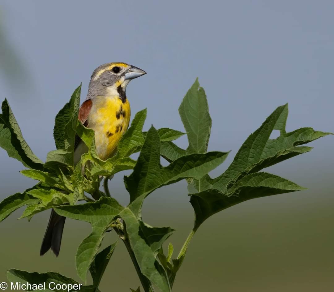 Dickcissel d'Amérique - ML596845061