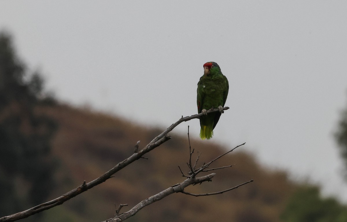 Red-crowned Parrot - ML596845581