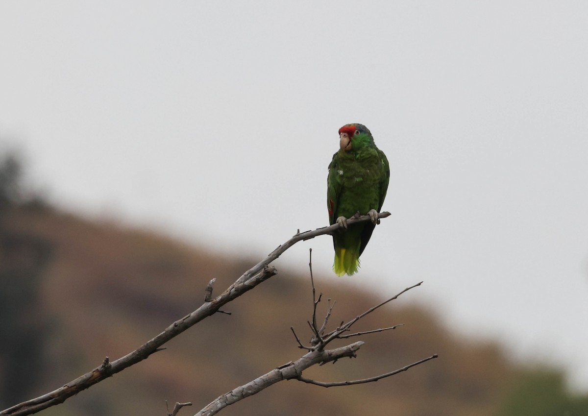 Red-crowned Parrot - ML596845701
