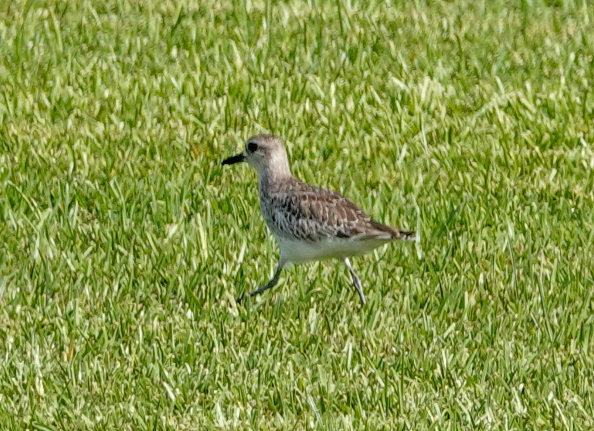 Black-bellied Plover - Doreen LePage