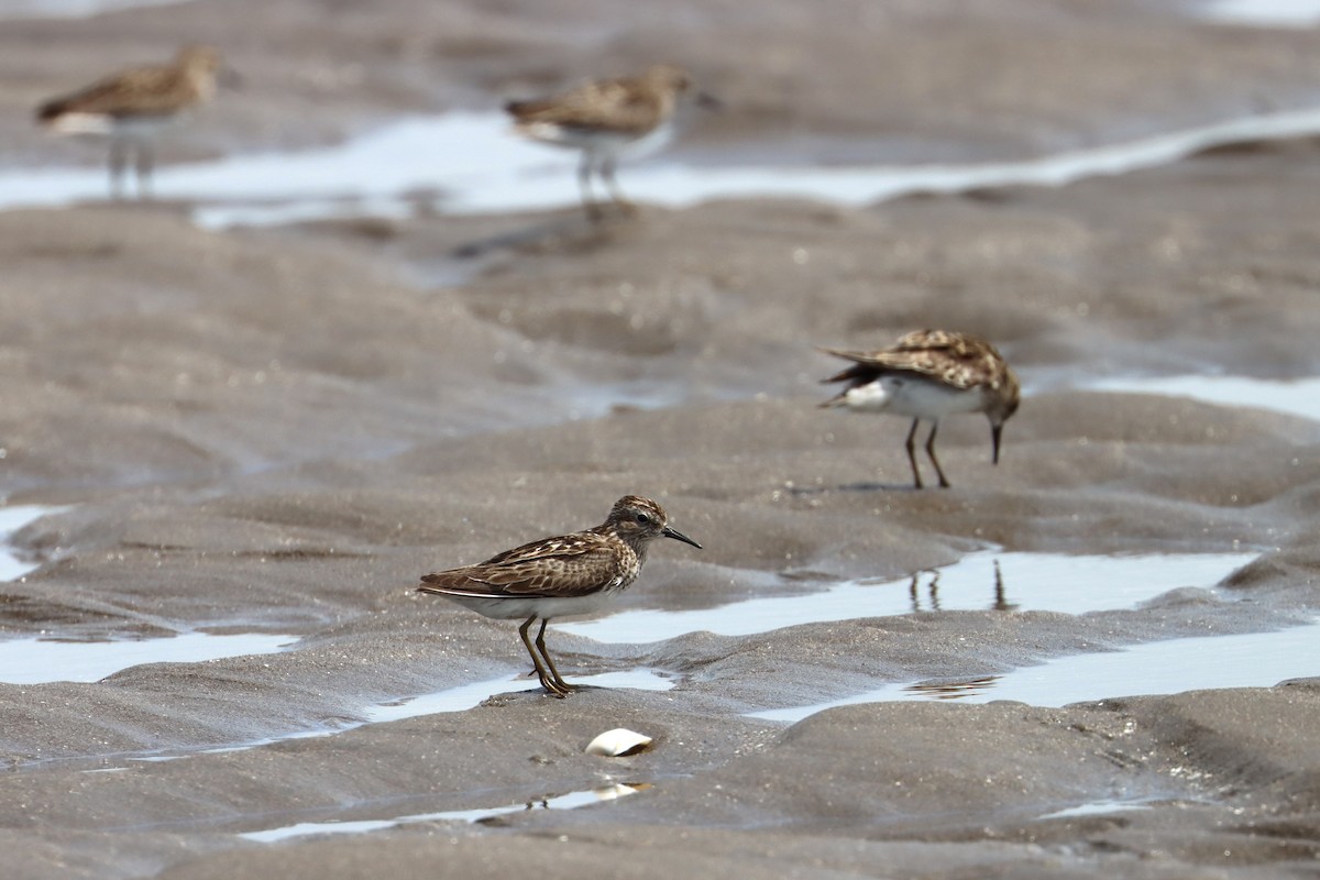 pygmésnipe - ML596848701