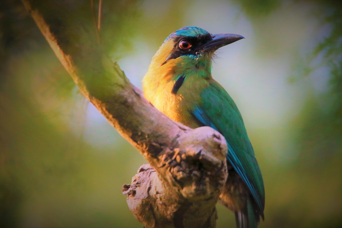 Motmot à tête bleue - ML596849531