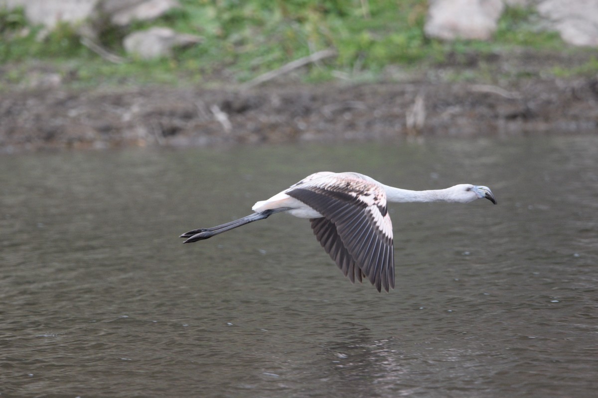 Chilean Flamingo - ML596850141