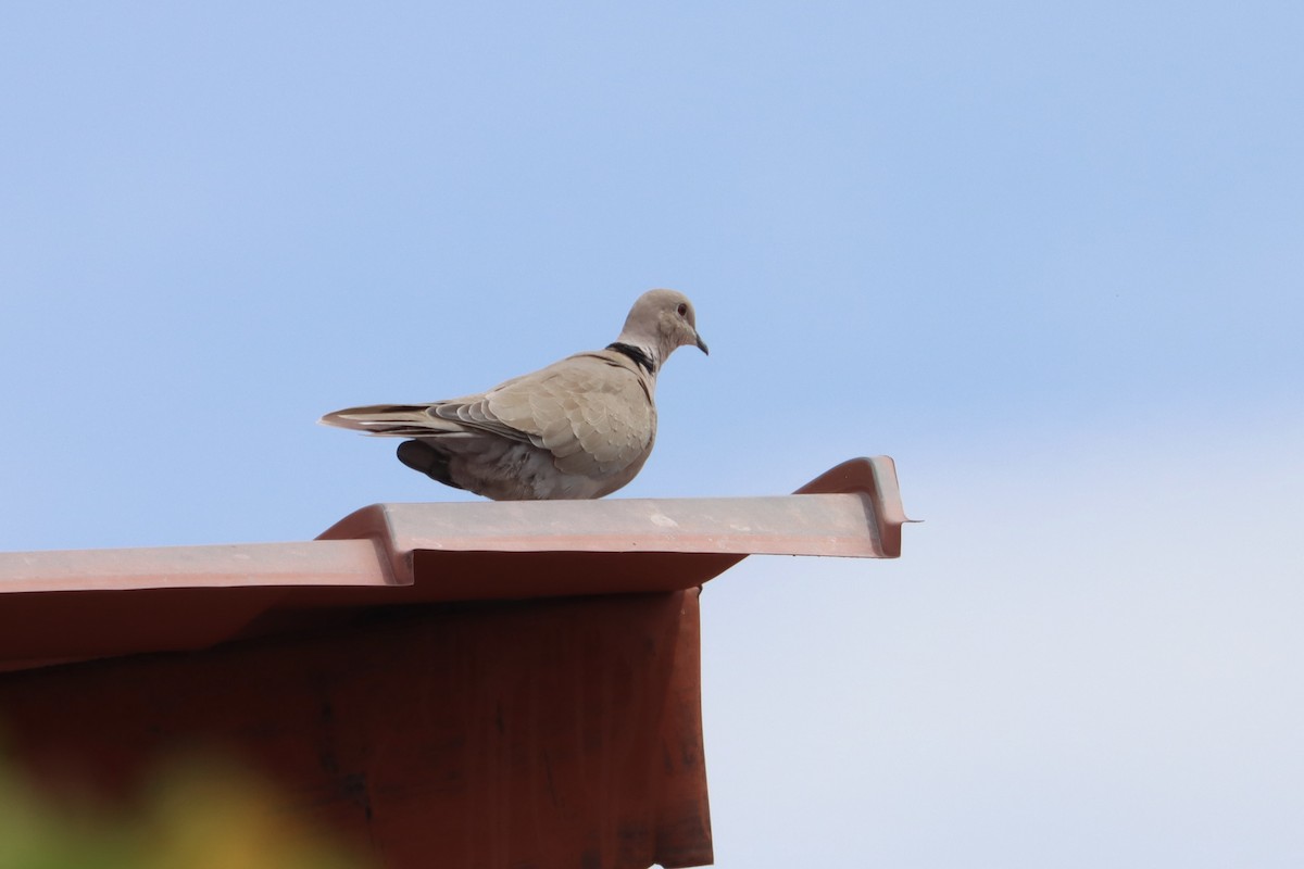 Eurasian Collared-Dove - ML596850371