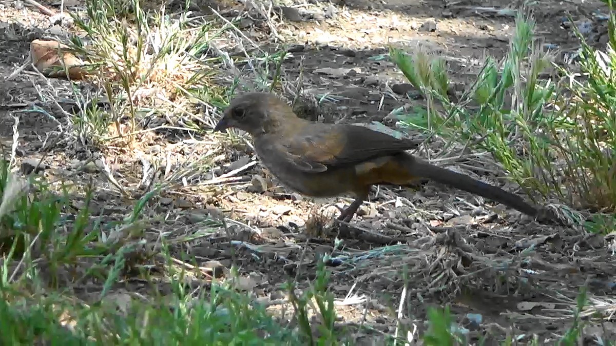 California Towhee - ML596850491