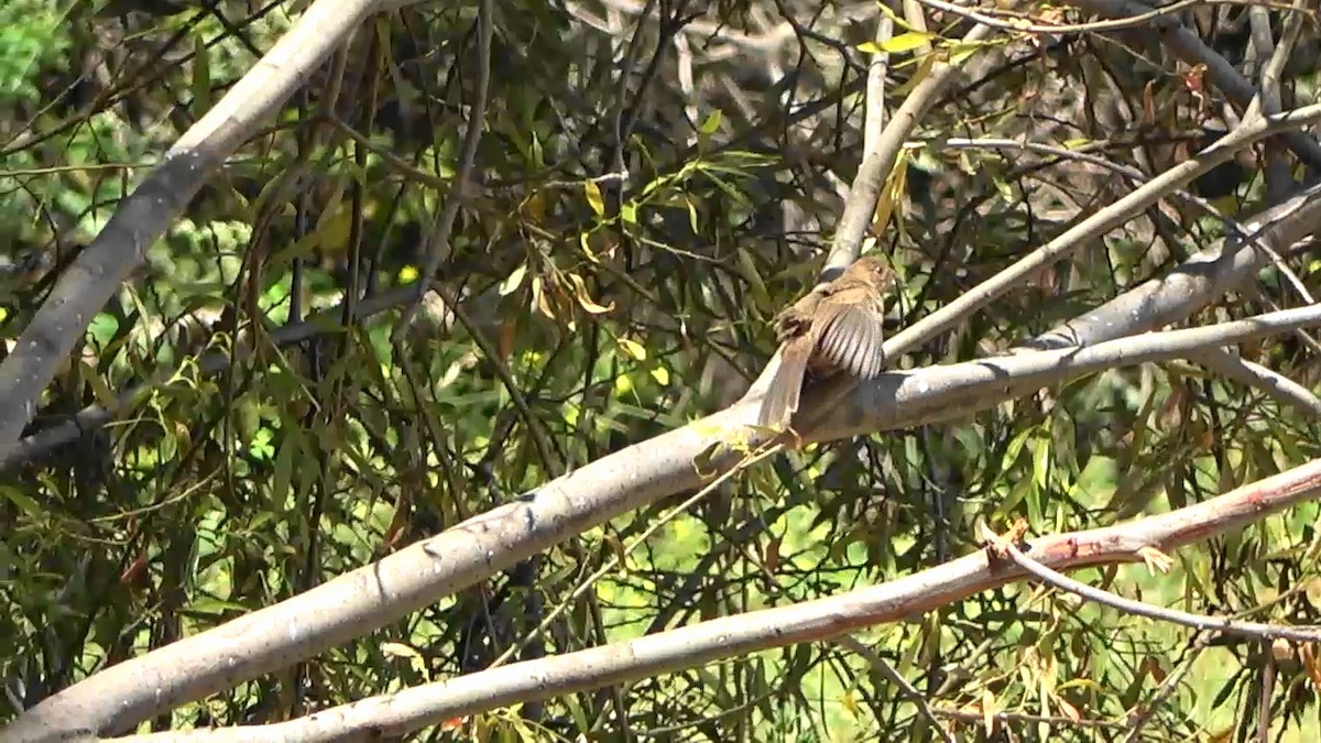 California Towhee - ML596850511