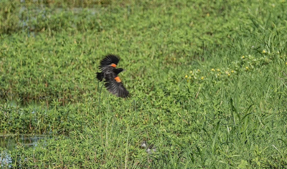 Red-winged Blackbird - ML596850521