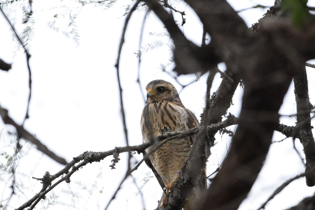 Roadside Hawk - Juan Martín Fernandez Cecenarro