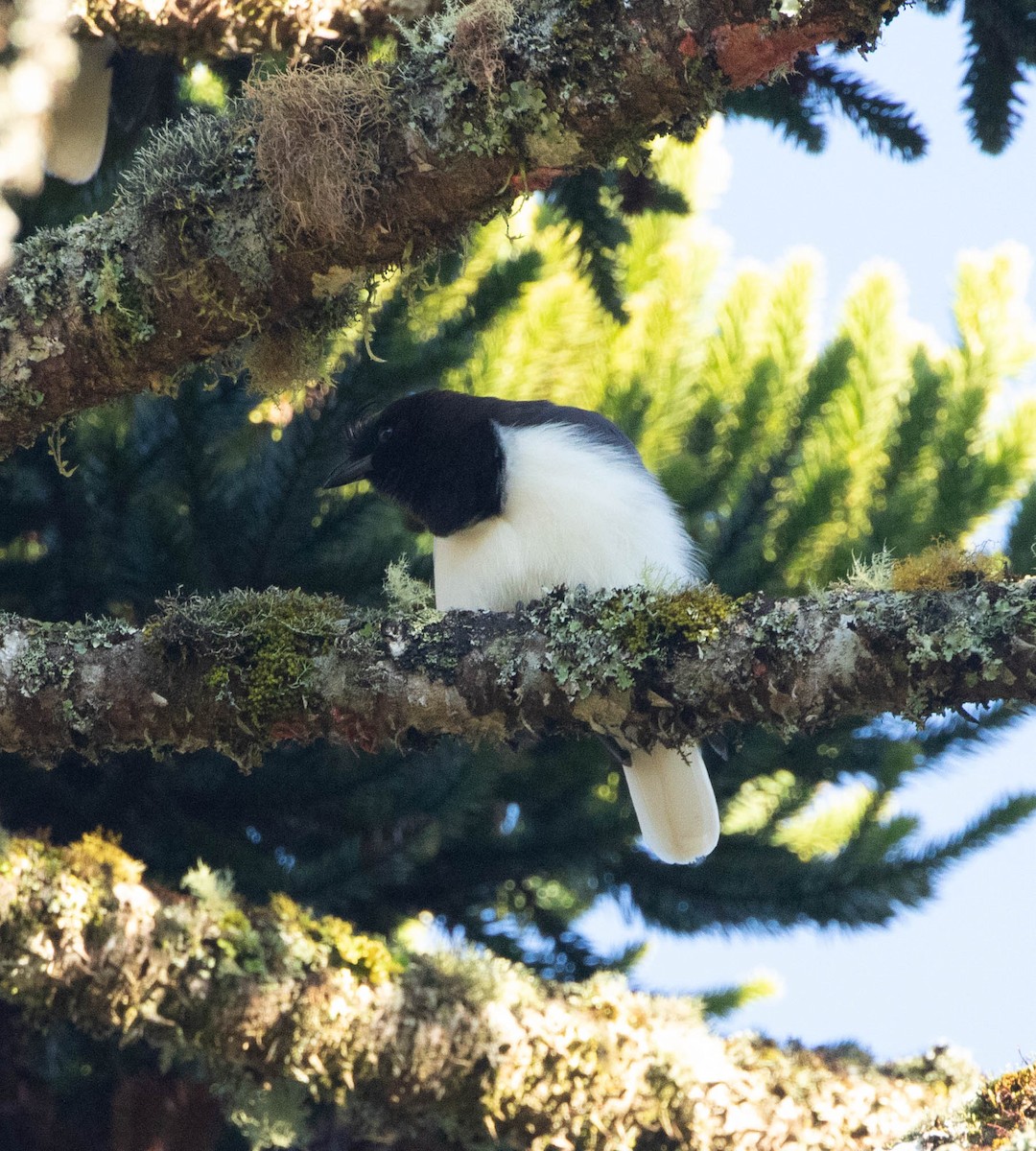 Curl-crested Jay - ML596850881