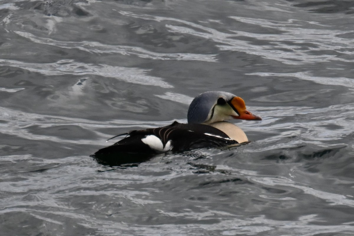 King Eider - ML596852281