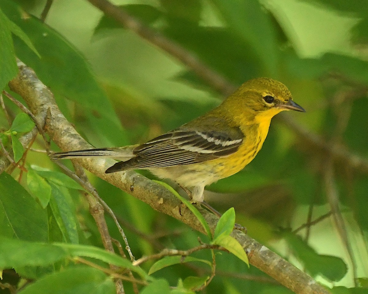 Pine Warbler - Ted Wolff