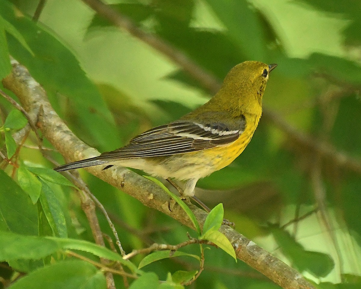 Pine Warbler - ML596855141