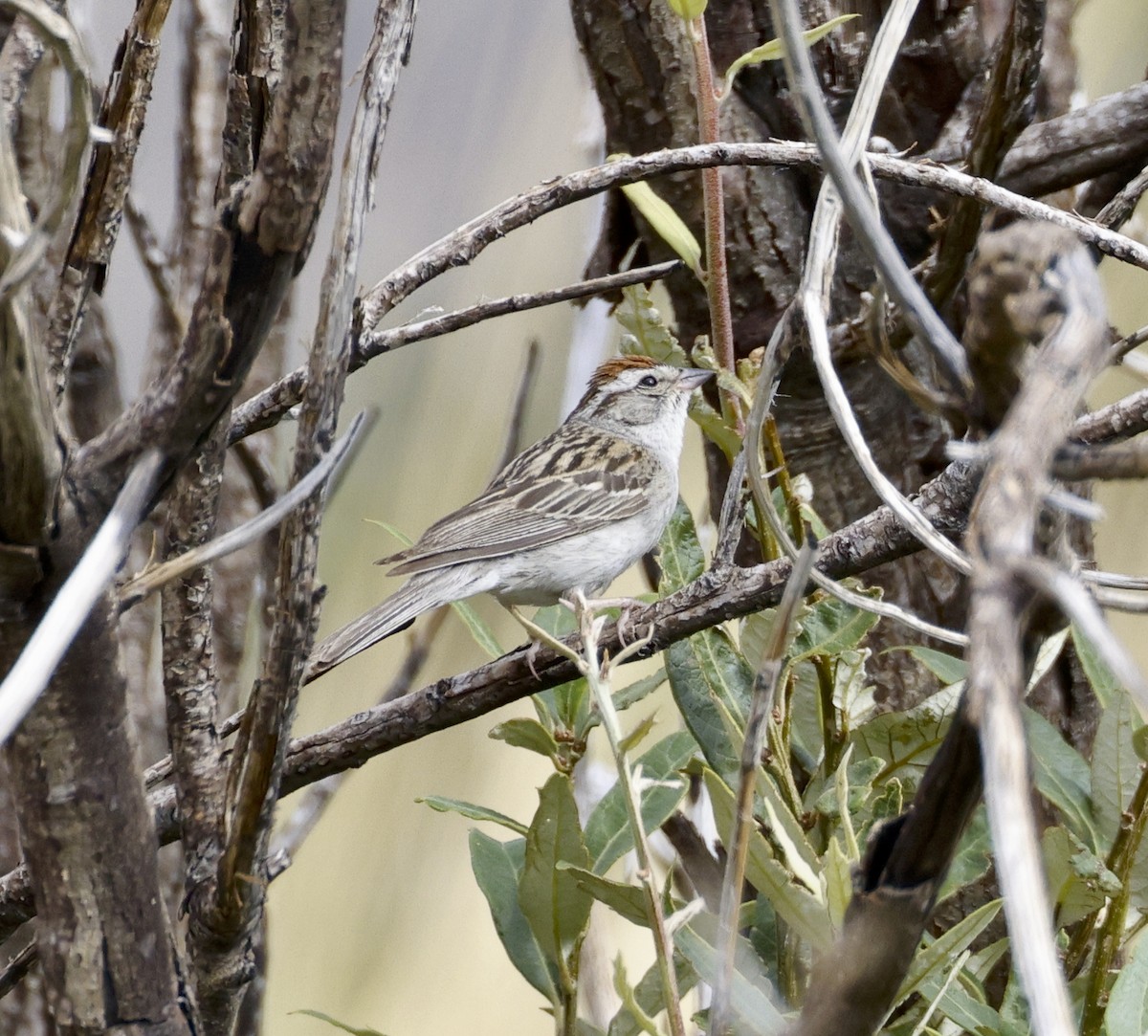 Chipping Sparrow - Adam Dudley