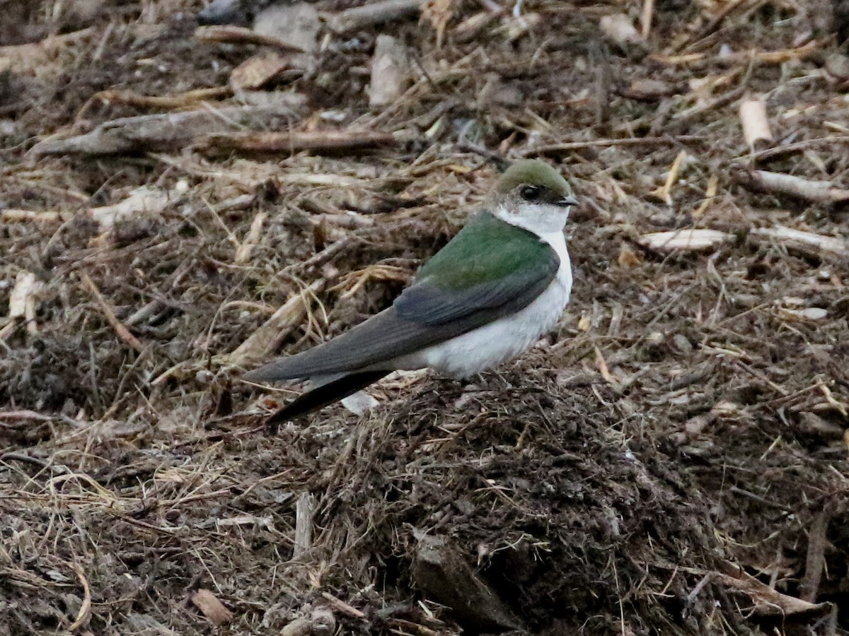 Golondrina Verdemar - ML59685931