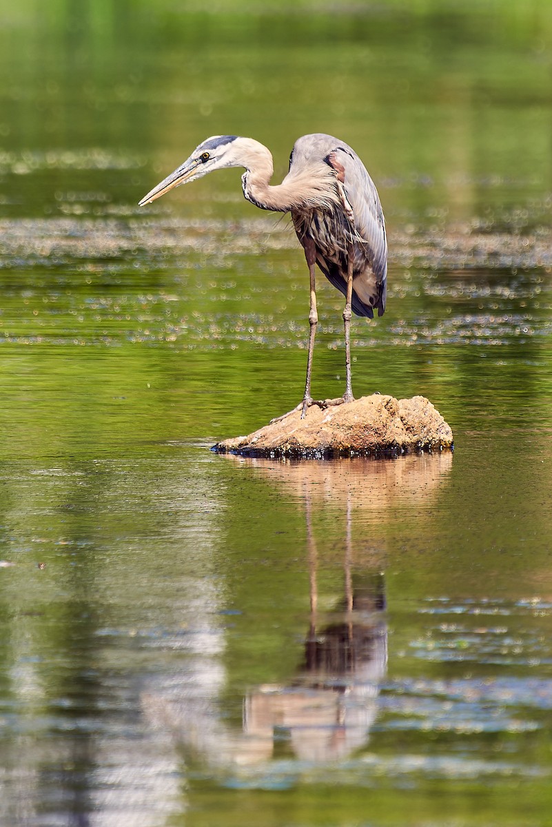 Great Blue Heron - ML596859321