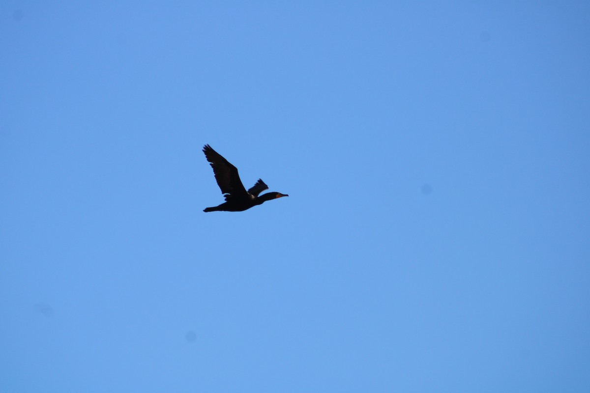 Double-crested Cormorant - Audrūnas Gricius