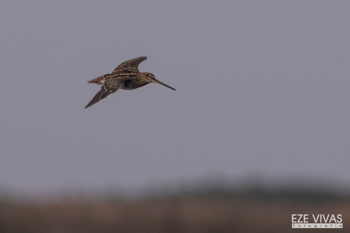 Pantanal Snipe - ML596860241