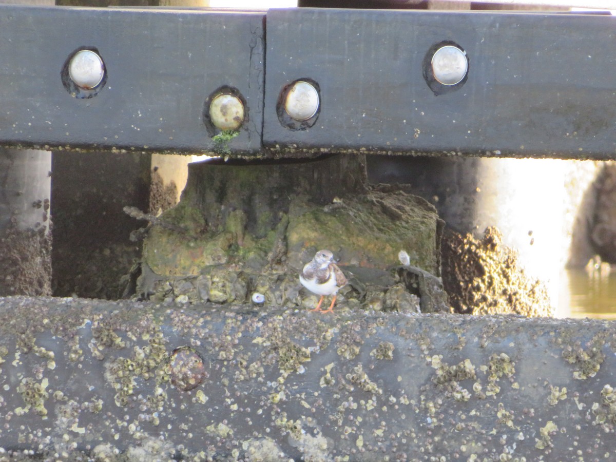 Ruddy Turnstone - ML596860421