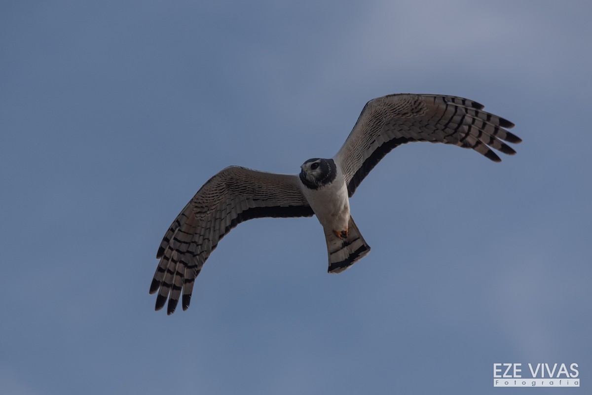 Long-winged Harrier - ML596860591