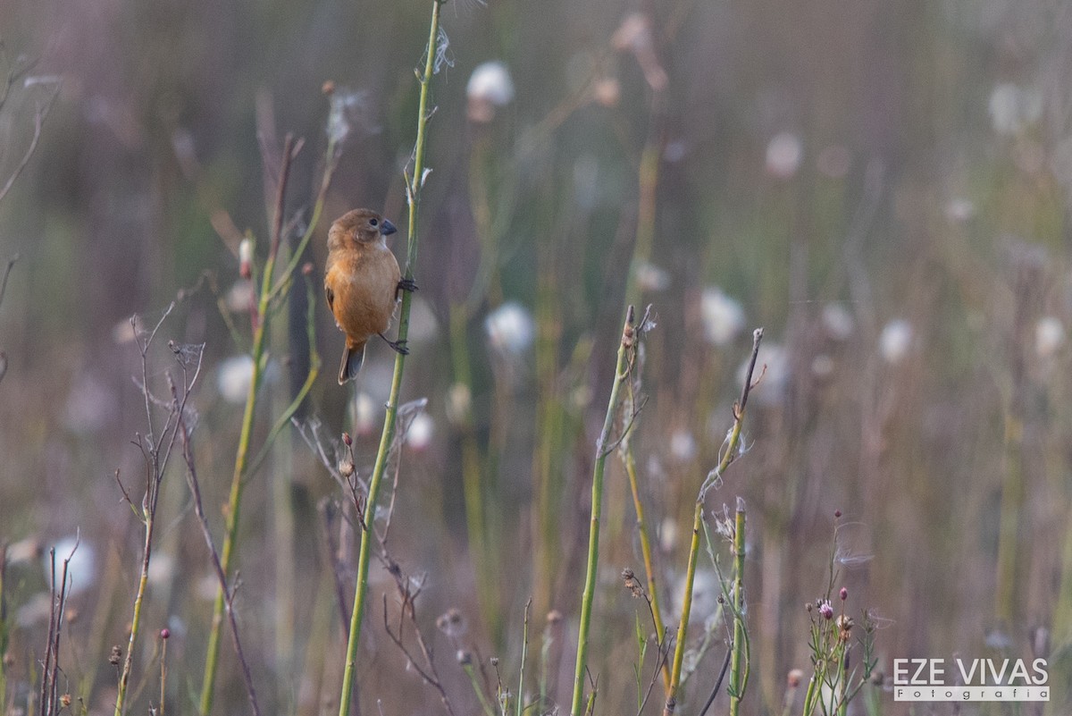 Rusty-collared Seedeater - Ezequiel Vivas