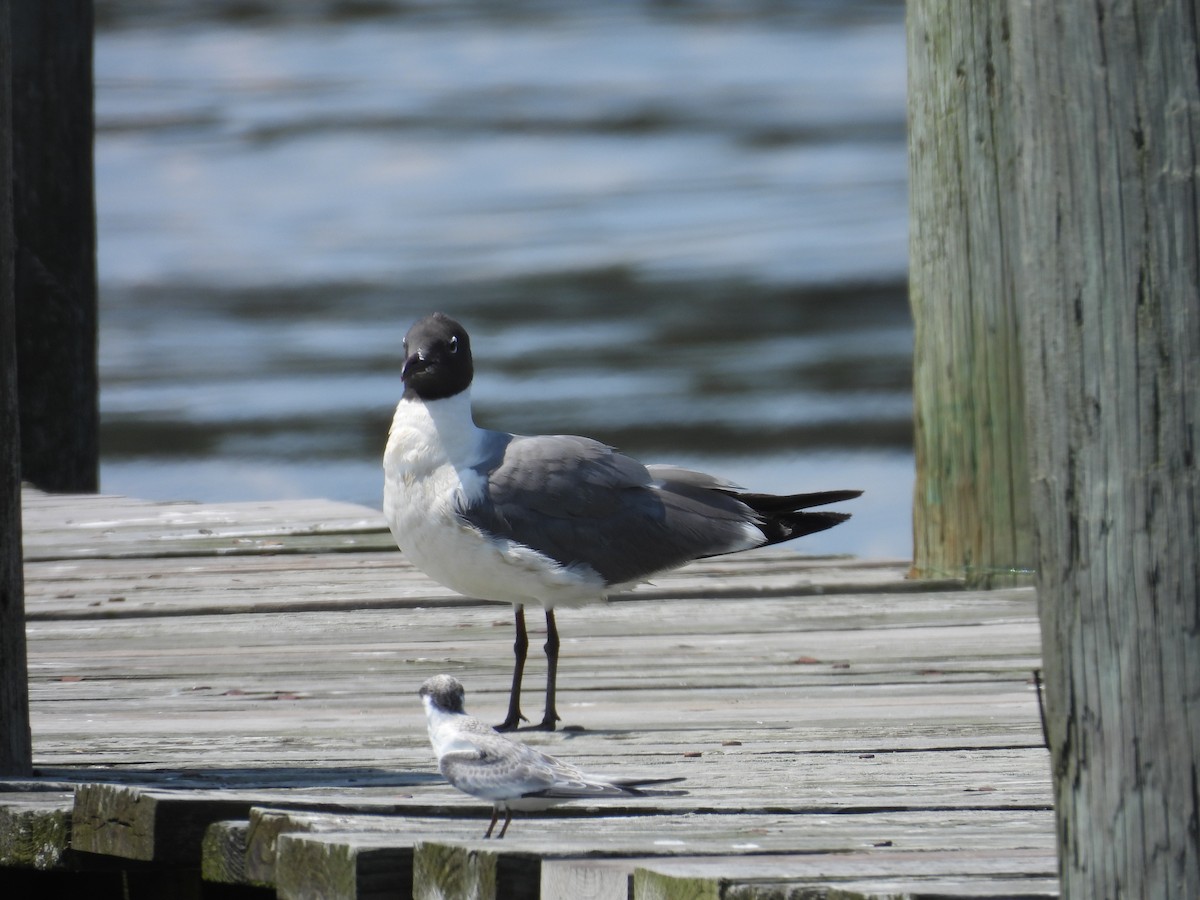 Laughing Gull - ML596861591