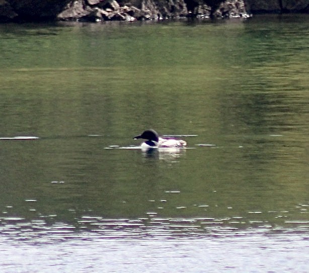Common Loon - ML596862681