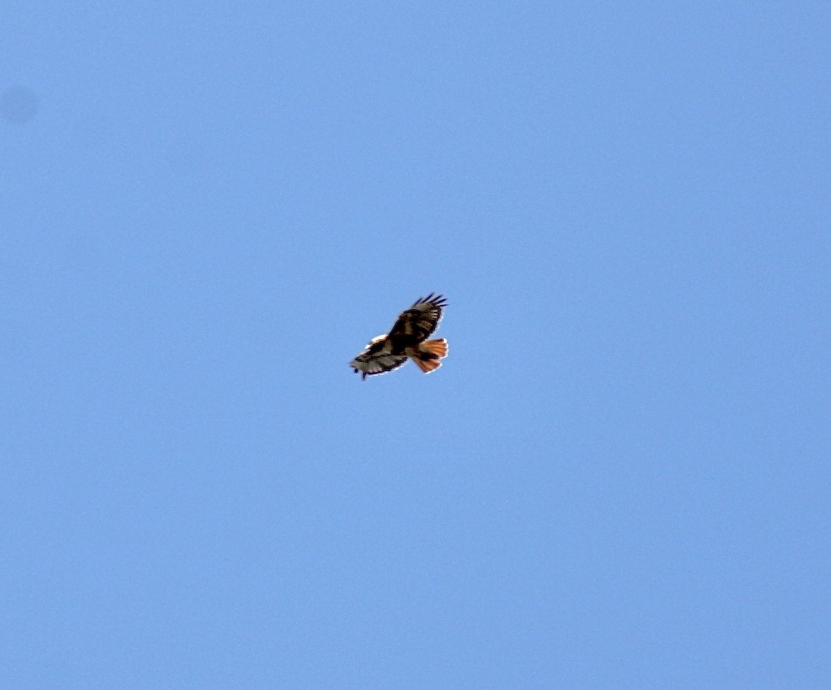 Red-tailed Hawk - ML596862741