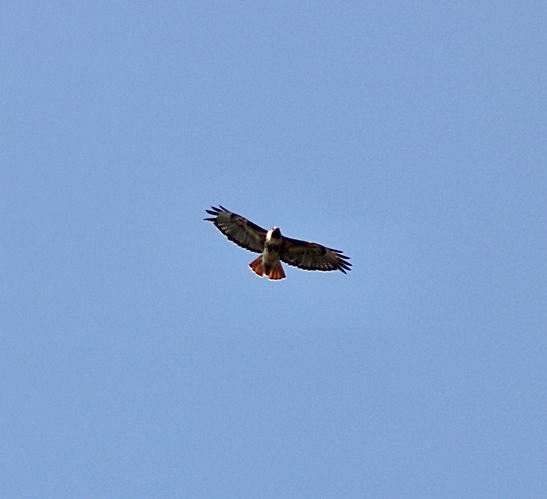 Red-tailed Hawk - ML596862751