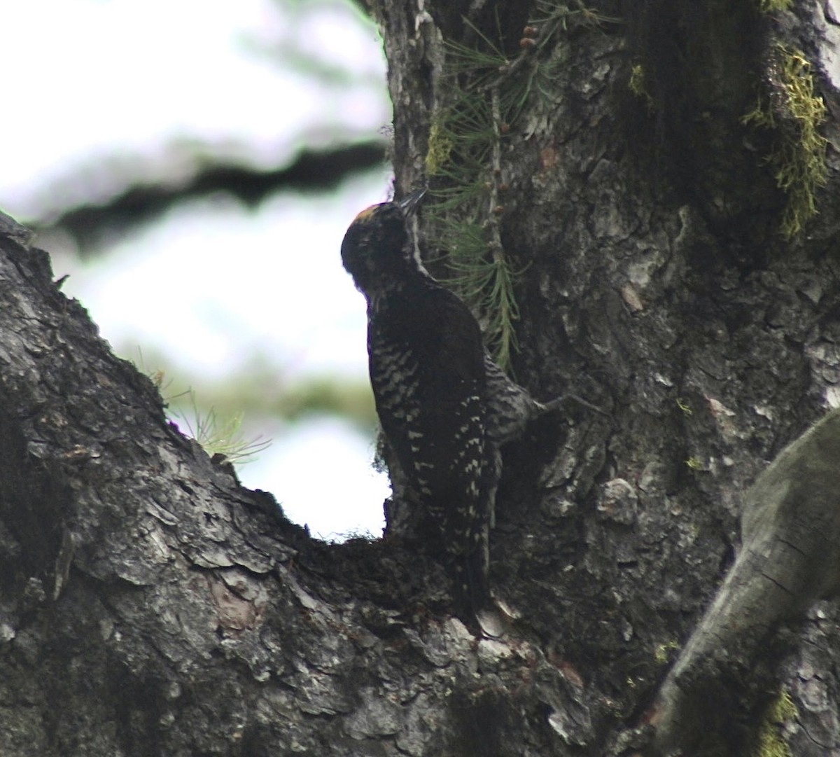 American Three-toed Woodpecker - ML596862871