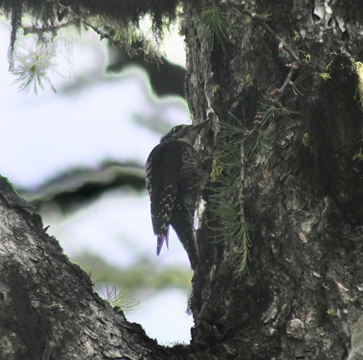 American Three-toed Woodpecker - ML596862881