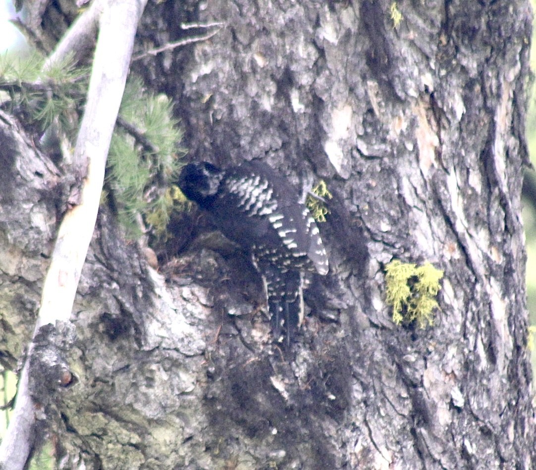 American Three-toed Woodpecker - ML596862891