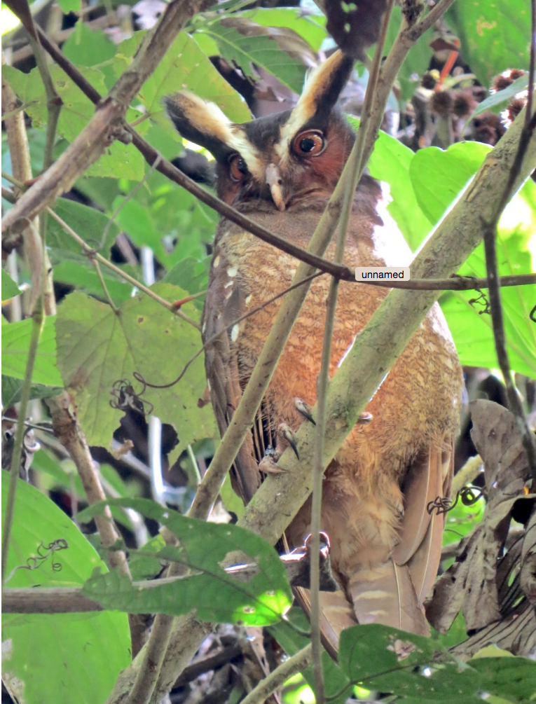 Crested Owl - Kenneth Weaver