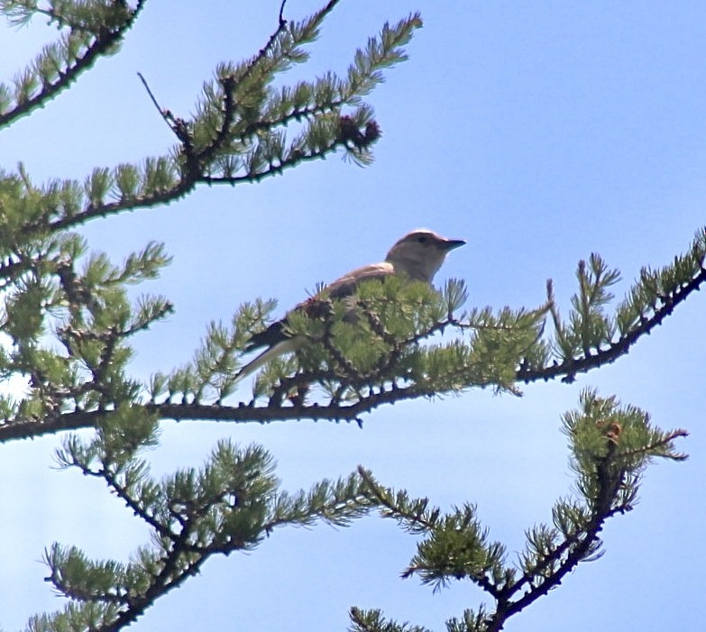 Clark's Nutcracker - ML596862921