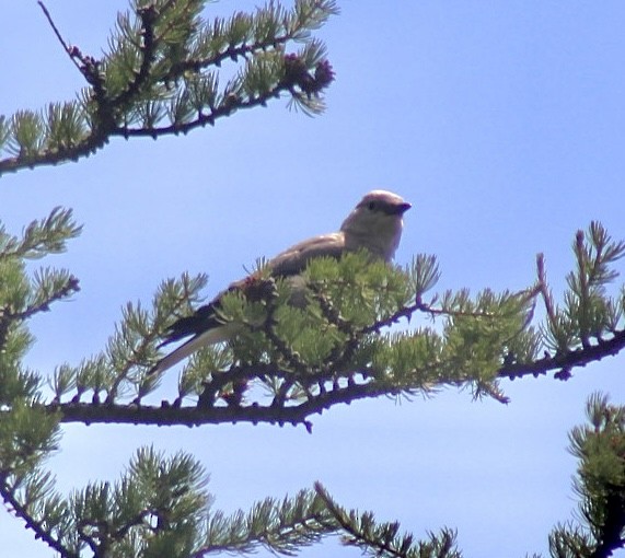 Clark's Nutcracker - ML596862931