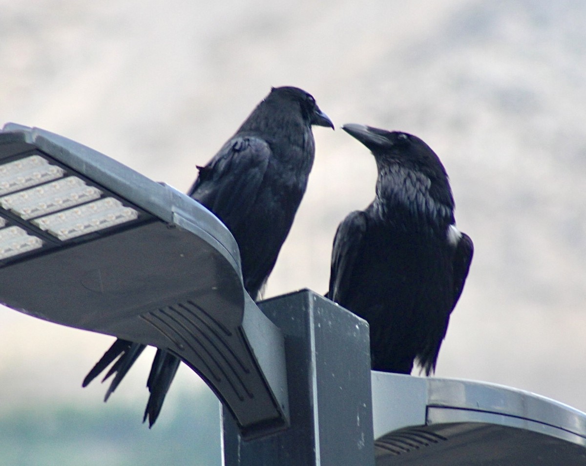 Common Raven - ML596862991