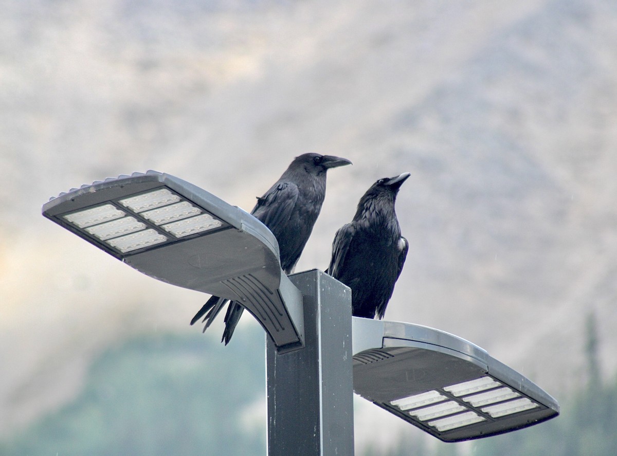 Common Raven - ML596863001