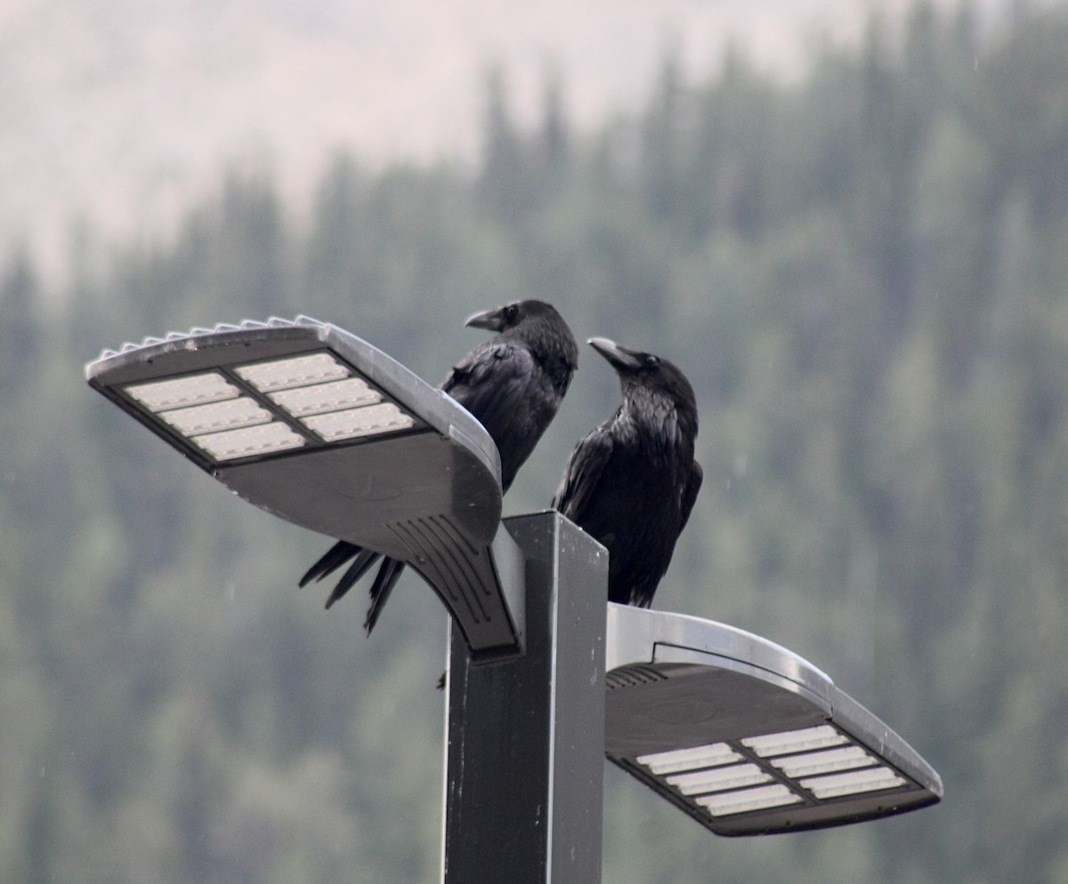 Common Raven - ML596863011