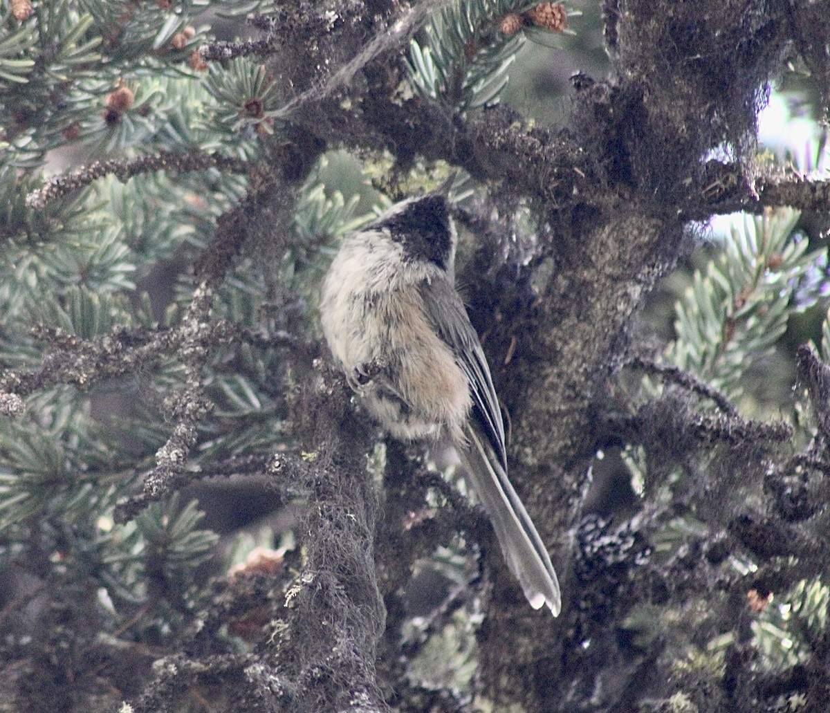 Boreal Chickadee - ML596863061