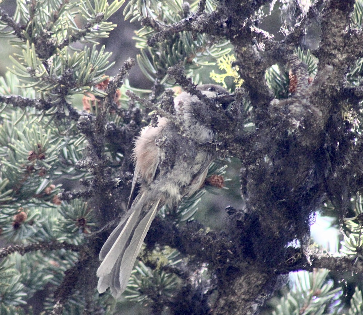 Boreal Chickadee - ML596863071