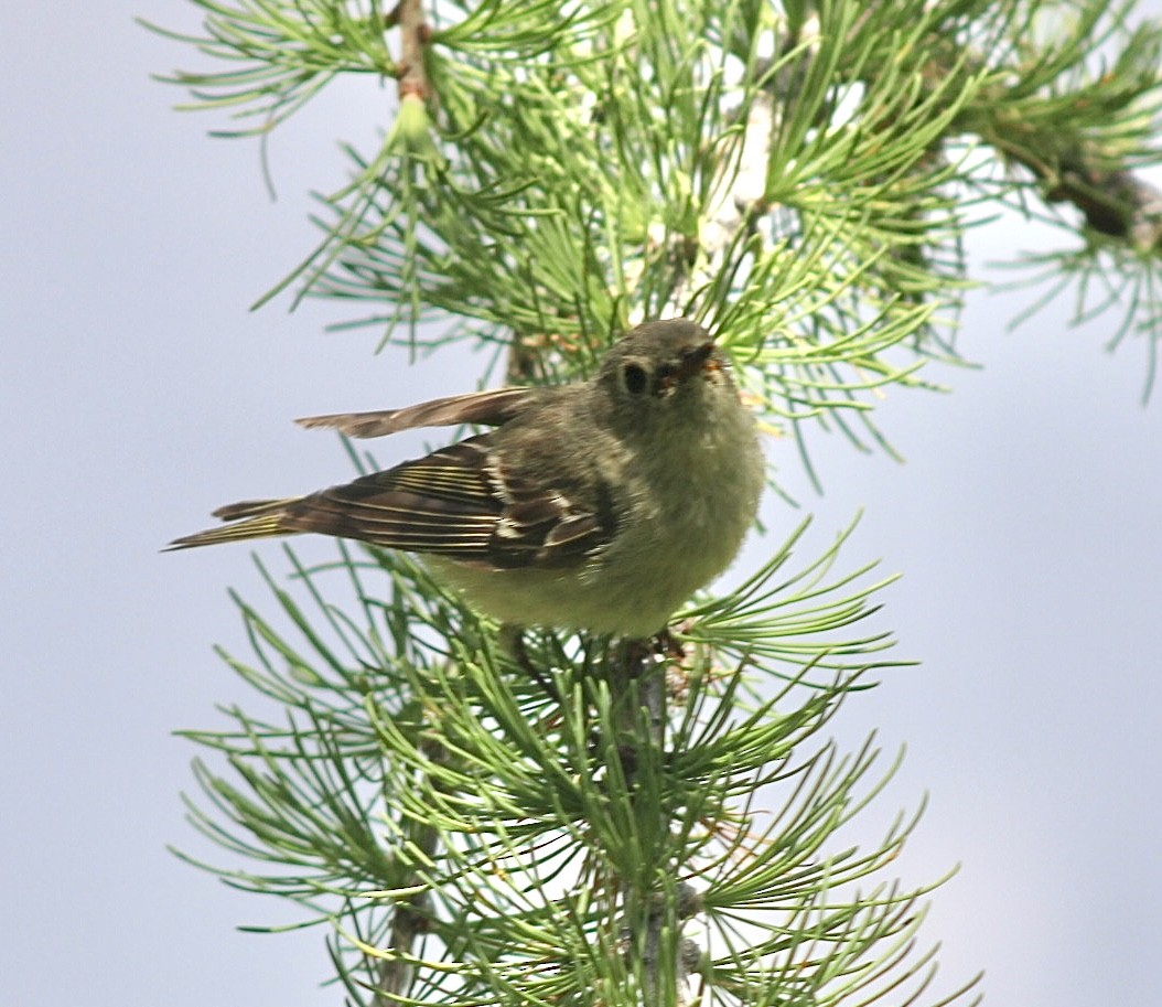 Ruby-crowned Kinglet - ML596863231