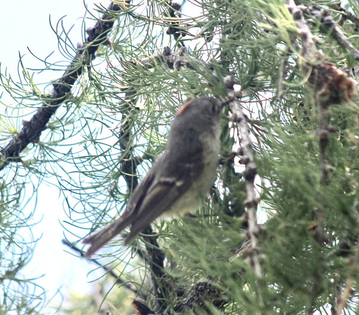 Ruby-crowned Kinglet - ML596863241