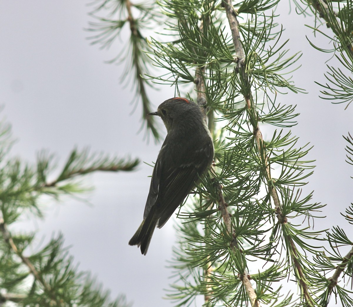 Ruby-crowned Kinglet - ML596863251