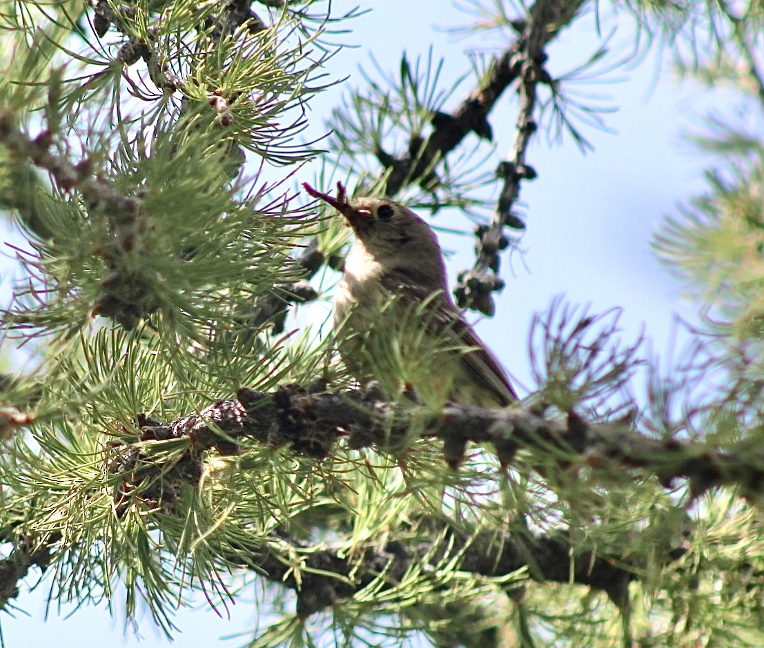 Ruby-crowned Kinglet - ML596863261