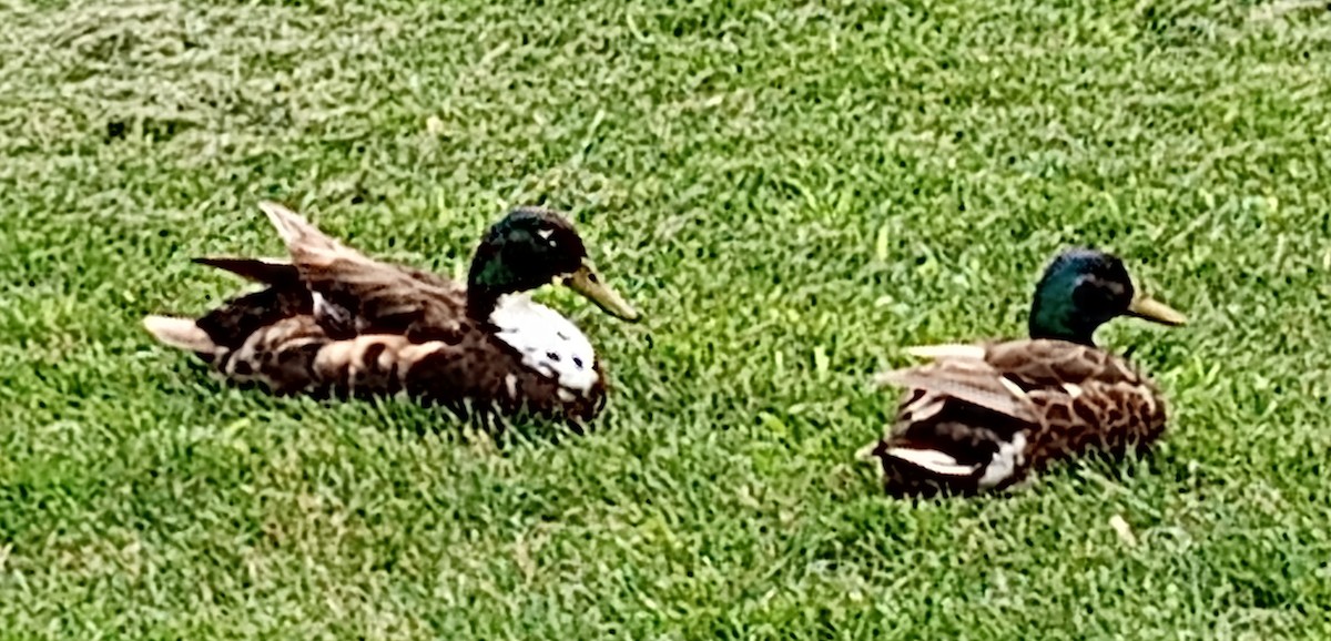 Mallard (Domestic type) - Tara Trask