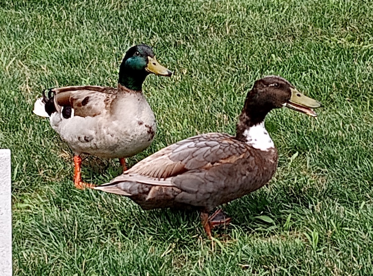 Mallard (Domestic type) - ML596863351