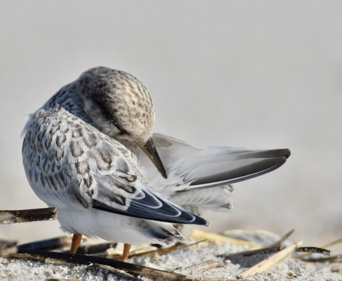 Least Tern - Anonymous