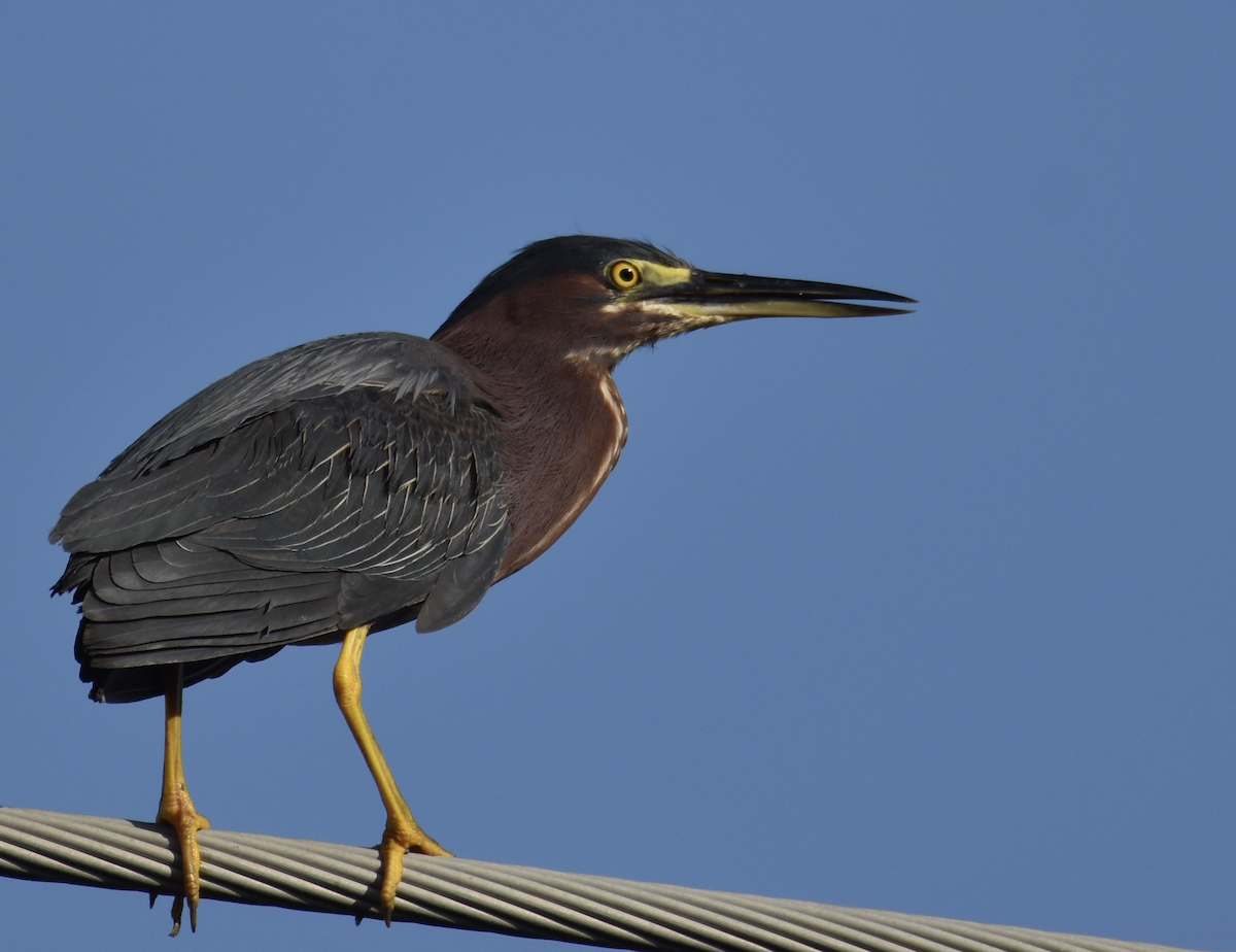 Green Heron - Anonymous