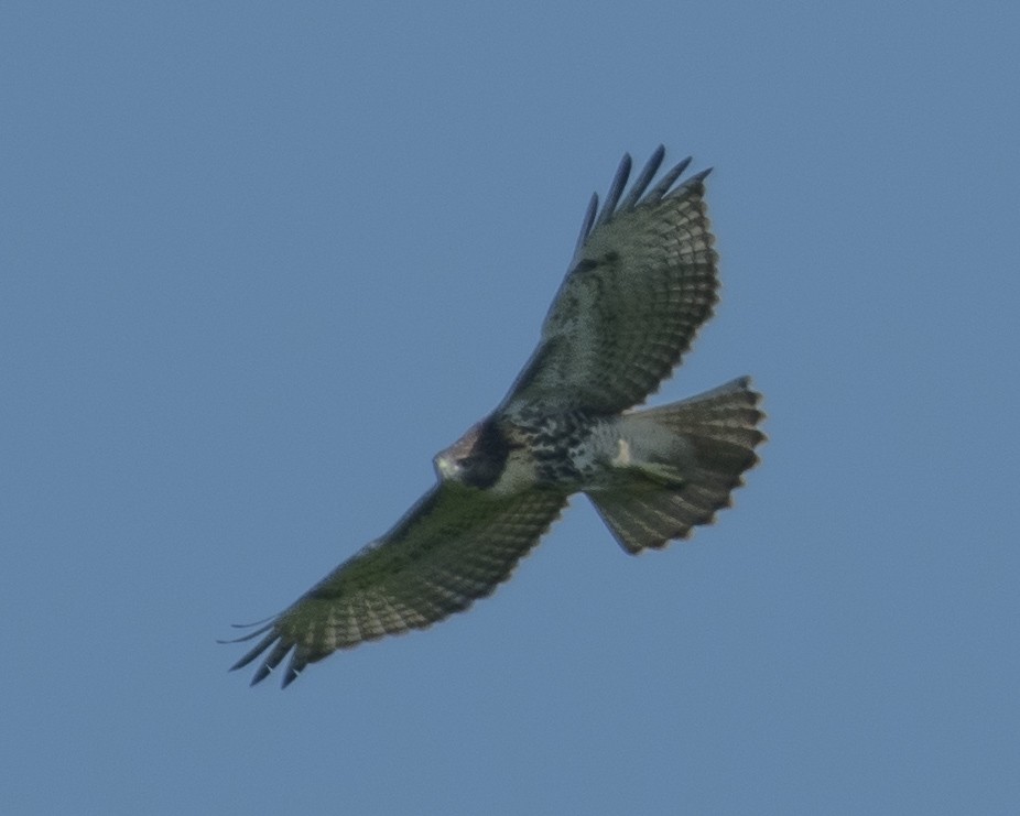 Red-tailed Hawk - ML596865011