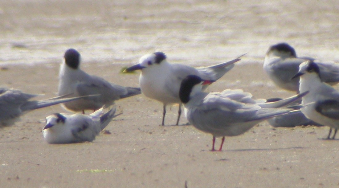 Sandwich Tern (Cabot's) - ML596865161